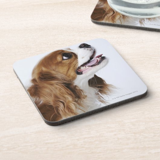 Cavalier King Charles Spaniel Drankjes Onderzetter (Linkerzijde)