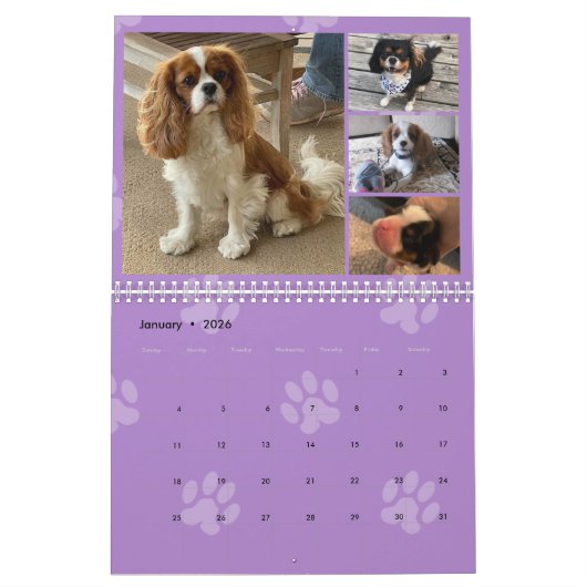 Cavalier King Charles Spaniel FB Group Kalender (Jan 2026)