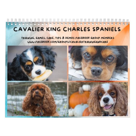 Cavalier King Charles Spaniel FB Group Kalender (Hoes)
