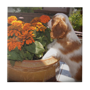 Cavalier King Charles Spaniel Flowers Tegeltje