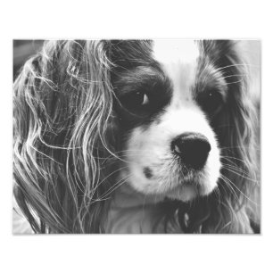 Cavalier King Charles Spaniel Foto Afdruk