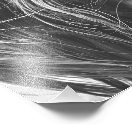 Cavalier King Charles Spaniel Foto Afdruk (Hoek)