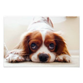 Cavalier King Charles Spaniel Foto Afdruk (Voorkant)