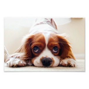 Cavalier King Charles Spaniel Foto Afdruk