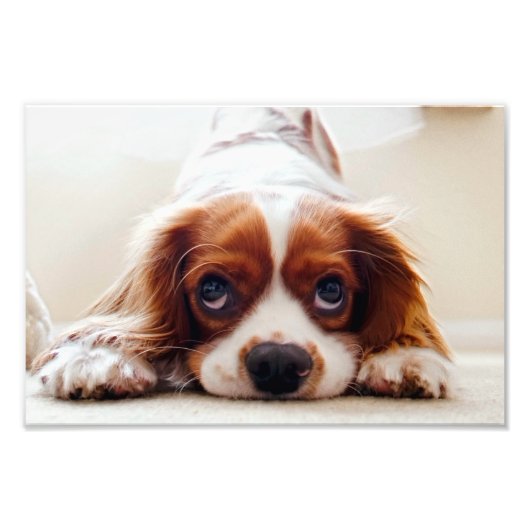 Cavalier King Charles Spaniel Foto Afdruk (Voorkant)