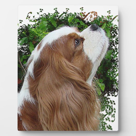 Cavalier King Charles Spaniel Fotoplaat (Voorkant)