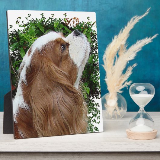 Cavalier King Charles Spaniel Fotoplaat (Zijkant)