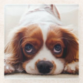 Cavalier King Charles Spaniel Glazen Onderzetter (Voorkant)