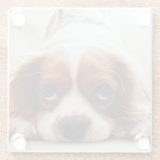 Cavalier King Charles Spaniel Glazen Onderzetter (Achterkant)