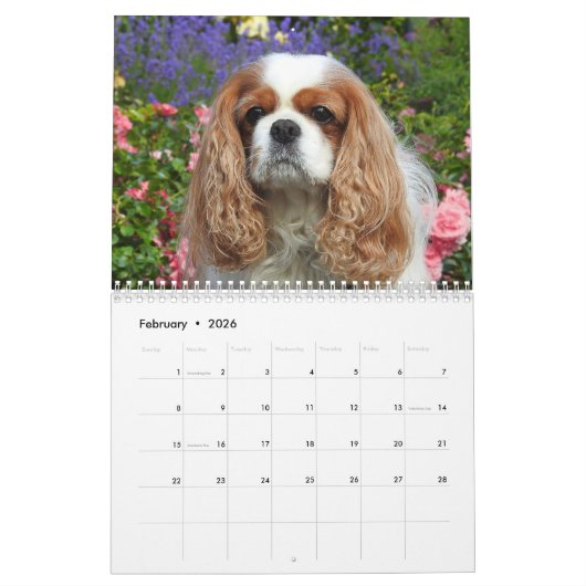 Cavalier King Charles Spaniel Hond #2 Kalender (Feb 2026)