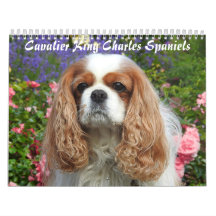 Cavalier King Charles Spaniel Hond #2