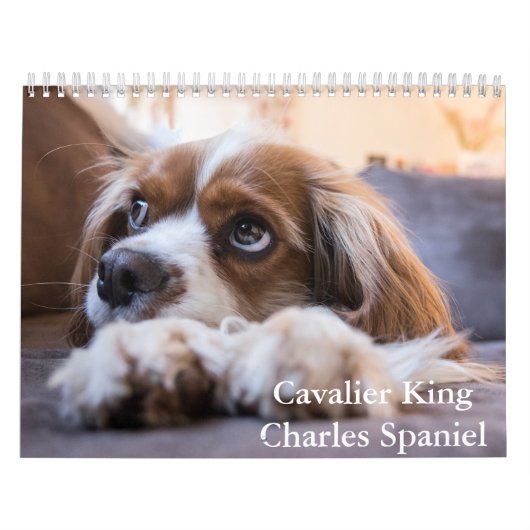 Cavalier King Charles Spaniel Hondenkalender Kalender (Hoes)