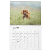 Cavalier King Charles Spaniel Hondenkalender Kalender (Jan 2027)