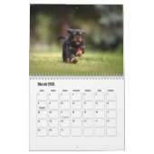 Cavalier King Charles Spaniel Hondenkalender Kalender (Mar 2026)