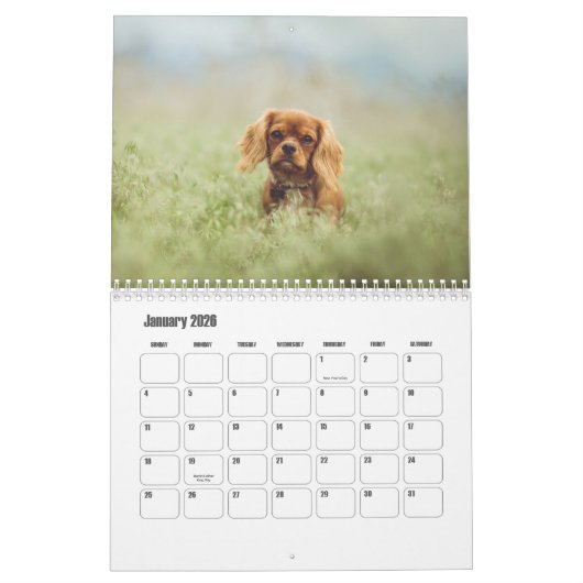 Cavalier King Charles Spaniel Hondenkalender Kalender (Jan 2026)