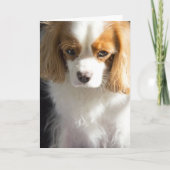 Cavalier King Charles Spaniel Hondenliefhebber Dek Kaart (Voorkant)