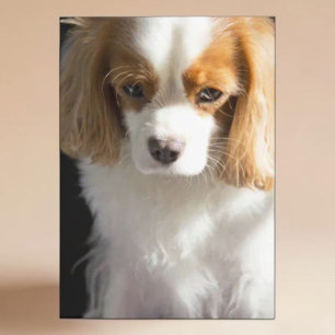 Cavalier King Charles Spaniel Hondenliefhebber Dek Kaart