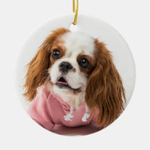 Cavalier King Charles Spaniel in roze jas