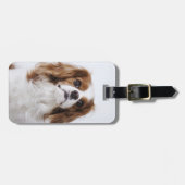 Cavalier King Charles Spaniel in studio Bagagelabel (Voorkant horizontaal)