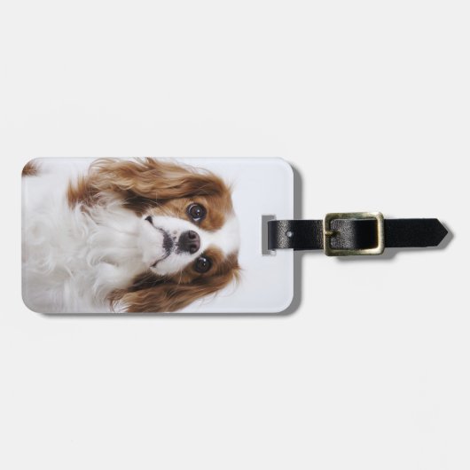 Cavalier King Charles Spaniel in studio Bagagelabel (Voorkant horizontaal)