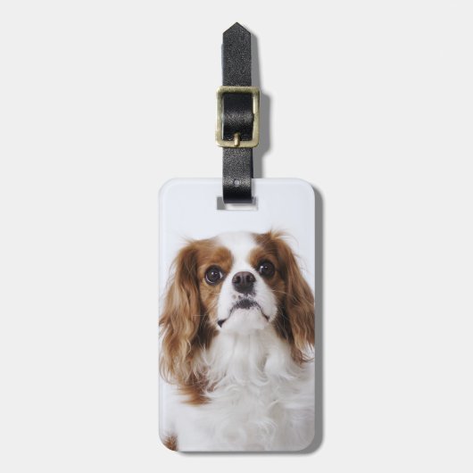 Cavalier King Charles Spaniel in studio Bagagelabel (Voorkant verticaal)