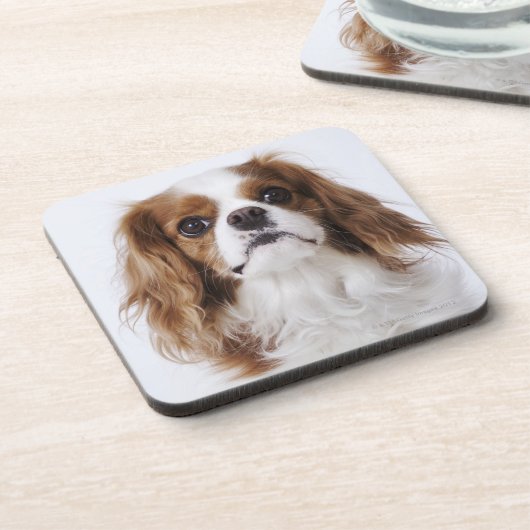 Cavalier King Charles Spaniel in studio Drankjes Onderzetter (Linkerzijde)
