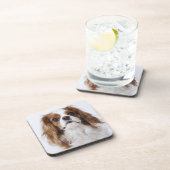 Cavalier King Charles Spaniel in studio Drankjes Onderzetter (Rechterzijde)