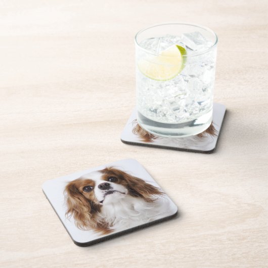 Cavalier King Charles Spaniel in studio Drankjes Onderzetter (Rechterzijde)
