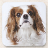 Cavalier King Charles Spaniel in studio Drankjes Onderzetter (Voorkant)