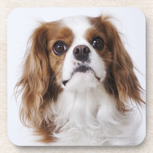 Cavalier King Charles Spaniel in studio Drankjes Onderzetter (Voorkant)