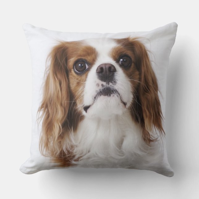 Cavalier King Charles Spaniel in studio Kussen (Voorkant)
