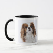 Cavalier King Charles Spaniel in studio Mok (Links)