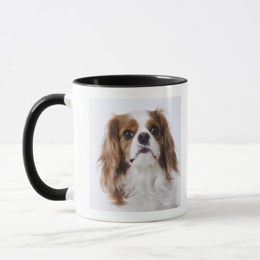 Cavalier King Charles Spaniel in studio Mok (Links)