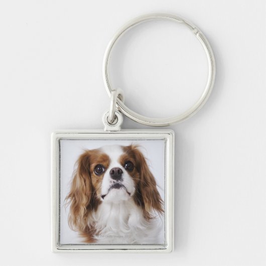 Cavalier King Charles Spaniel in studio Sleutelhanger (Voorkant)