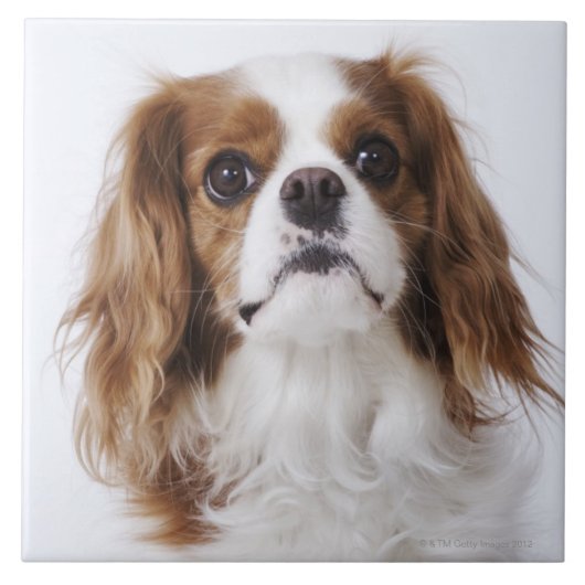 Cavalier King Charles Spaniel in studio Tegeltje (Voorkant)