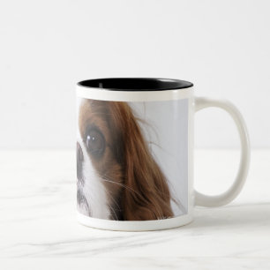 Cavalier King Charles Spaniel in studio Tweekleurige Koffiemok