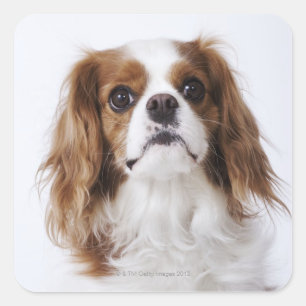 Cavalier King Charles Spaniel in studio Vierkante Sticker