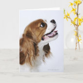 Cavalier King Charles Spaniel Kaart (Gele Bloem)