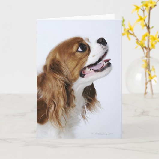 Cavalier King Charles Spaniel Kaart (Gele Bloem)
