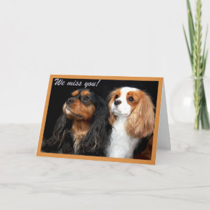 Cavalier King Charles Spaniel kaart - We miss you