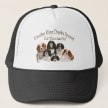 Cavalier King Charles Spaniel kan niet slechts één
