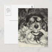 Cavalier King Charles Spaniel Kauwbot Briefkaart (Voorkant / Achterkant)