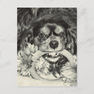 Cavalier King Charles Spaniel Kauwbot Briefkaart