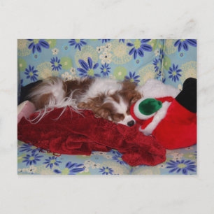 Cavalier King Charles Spaniel Kerst Overload Feestdagenkaart