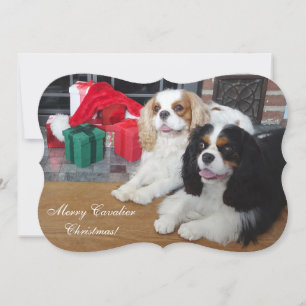 Cavalier King Charles Spaniel kerstkaart