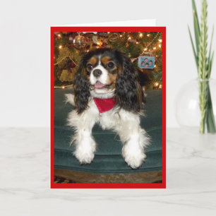 Cavalier King Charles Spaniel kerstkaart Feestdagen Kaart