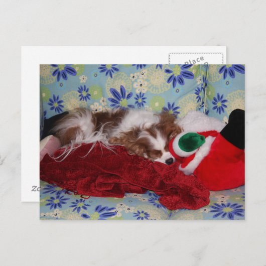 Cavalier King Charles Spaniel Kerstoverbelasting Feestdagenkaart (Voorkant / Achterkant)