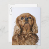Cavalier King Charles Spaniel kijkt op Briefkaart (Voorkant / Achterkant)
