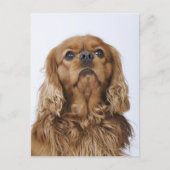 Cavalier King Charles Spaniel kijkt op Briefkaart (Voorkant)