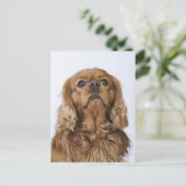 Cavalier King Charles Spaniel kijkt op Briefkaart (Staand voorkant)